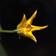 Illustration for article titled The First Space Flower Bloomed Decades Ago, Not This Week